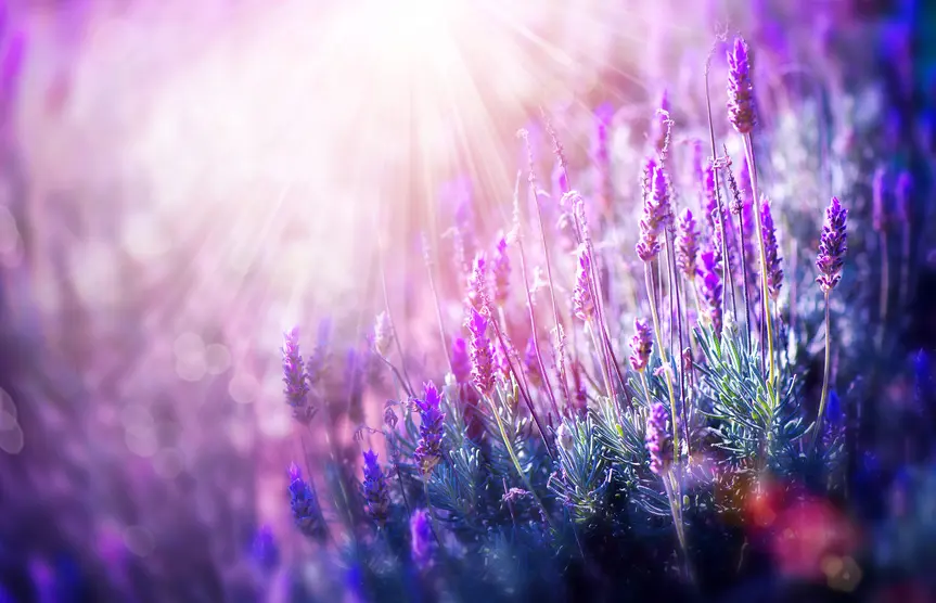 Farbenfrohes Lavendel-Banner für Living Euphoria – Upcycling und DIYs aus Susi Müllers Kreativecke